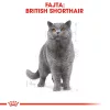 Royal Canin British Shorthair Adult Száraz Macskatáp - 4 kg