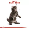 Royal Canin Maine Coon Kitten Száraz Macskatáp - 2 kg