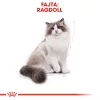 Royal Canin Ragdoll Adult Száraz Macskatáp - 2 kg