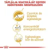 Royal Canin Maine Coon Adult Alutasakos Macskaeledel - 12x85 g