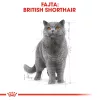 Royal Canin British Shorthair Adult Alutasakos Macskaeledel - 12x85 g