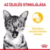 Royal Canin Sensory Taste Gravy Alutasakos Macskaeledel - 85 g