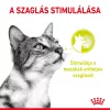 Royal Canin Sensory Smell Gravy Alutasakos Macskaeledel - 85 g