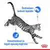 Royal Canin Indoor Sterilised Gravy Alutasakos Macskaeledel - 85 g