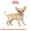 Royal Canin Chihuahua Puppy Száraz Kutyatáp - 500 g