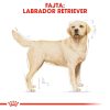 Royal Canin Labrador Adult Száraz Kutyatáp - 12 kg