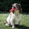 Flamingo Ice Lolly Hűsítő TPR Jégkrém Játék Kutyáknak