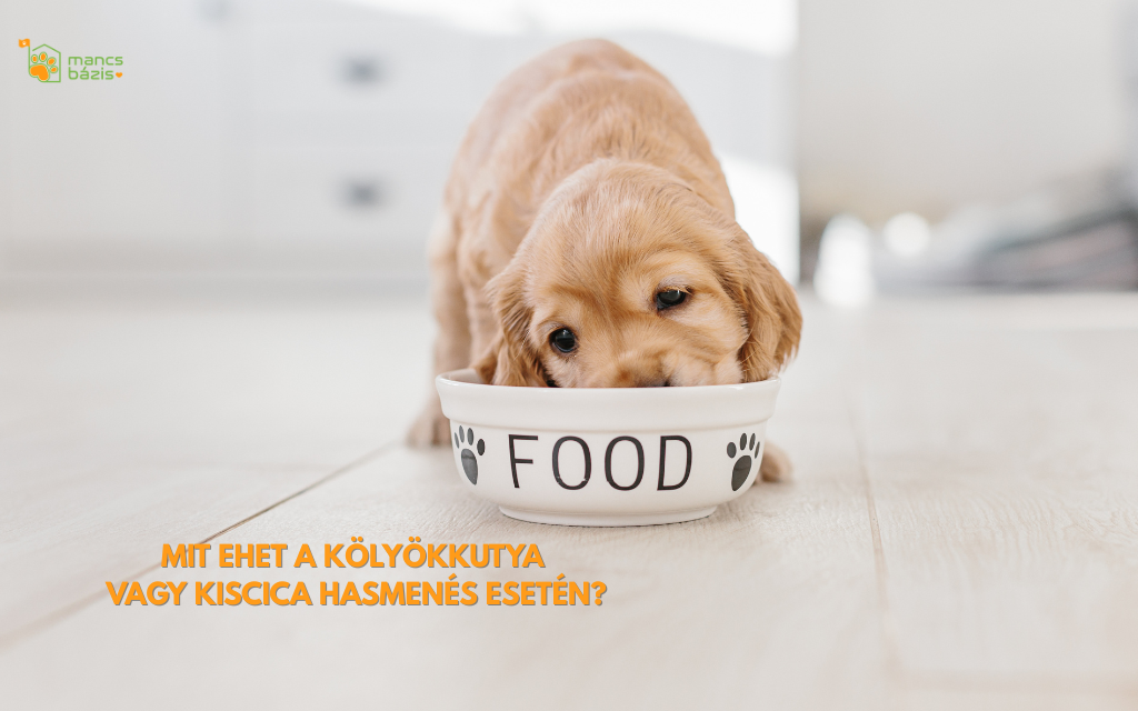 Mit ehet a kölyökkutya vagy kiscica hasmenés és érzékeny gyomor esetén?