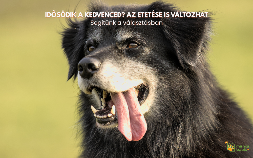 Mit egyen az idős kutya vagy macska? Senior etetési útmutató