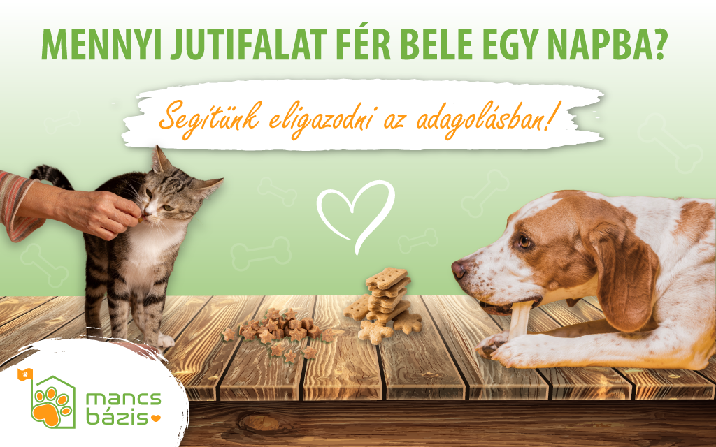 Mennyi jutalomfalat fér bele egy nap? – Így számold ki a kutyád napi kalóriáját