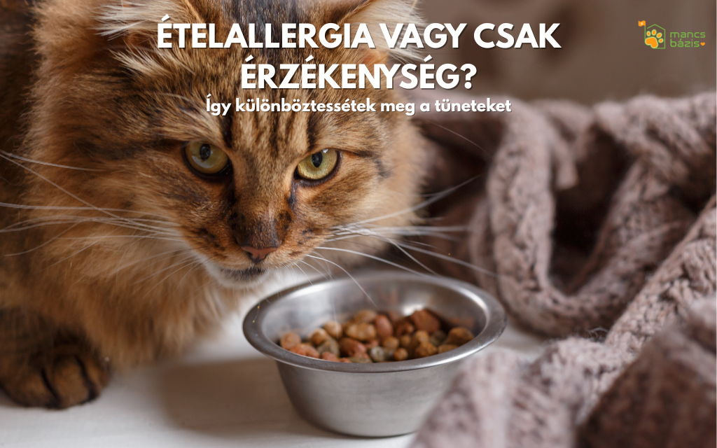Mit tegyünk, ha a kutya vagy macska allergiás az új tápra?