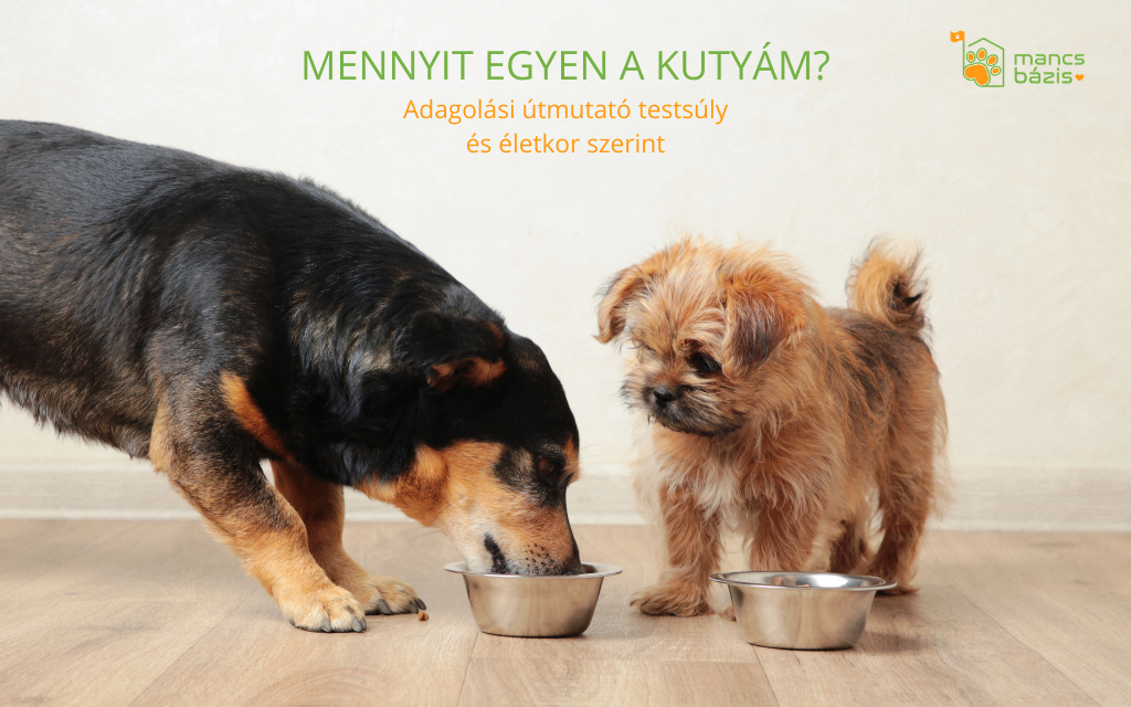 Mennyit egyen a kutyám? – Adagolási útmutató testsúly és életkor szerint