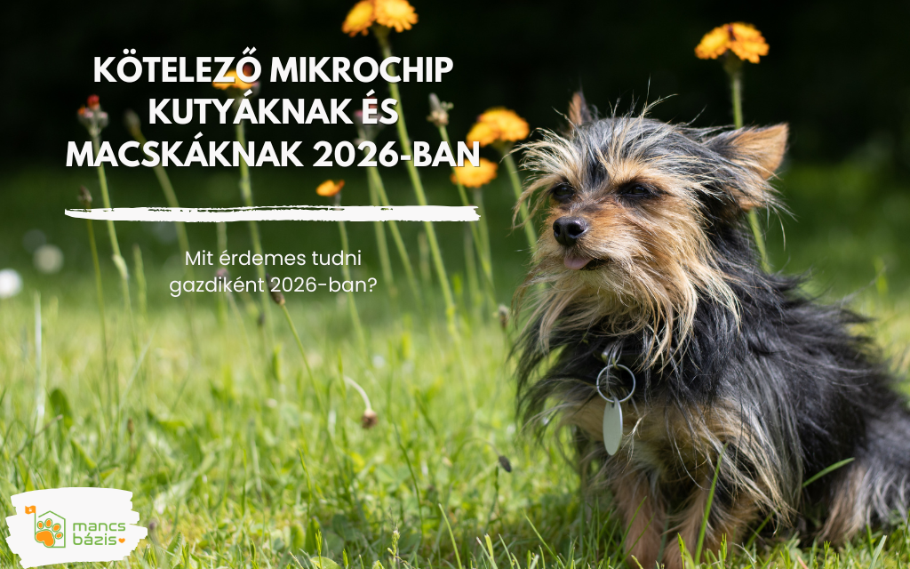 Kötelező mikrochip kutyáknak és macskáknak? Mit érdemes tudni gazdiként 2026-ban