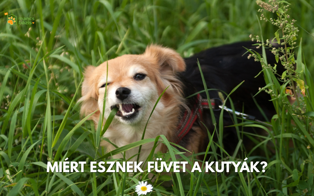 Miért eszi a kutyám a füvet? – Normális jelenség vagy figyelmeztető jel?
