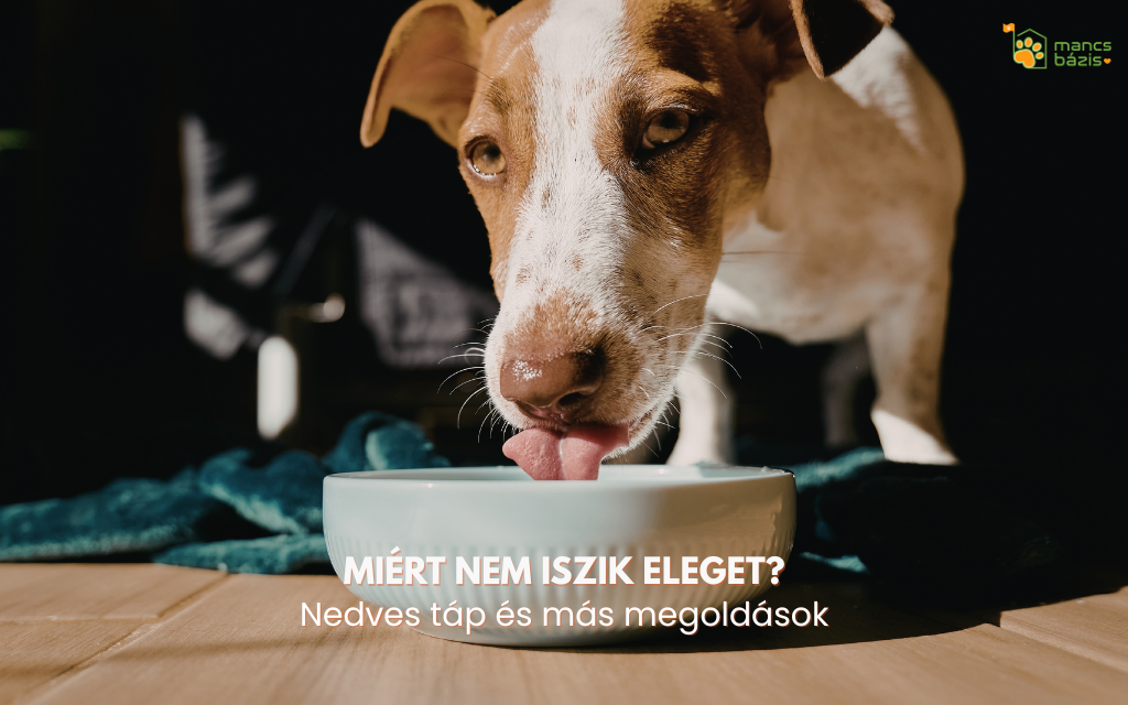 Miért nem iszik eleget a kutyám vagy macskám? Hidratációs útmutató gazdiknak