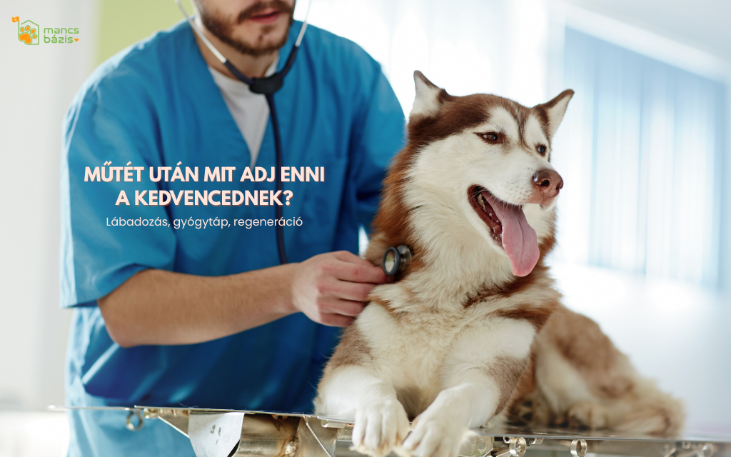 Mit ehet a kutya vagy macska műtét után? – Teljes útmutató a lábadozás alatti etetéshez