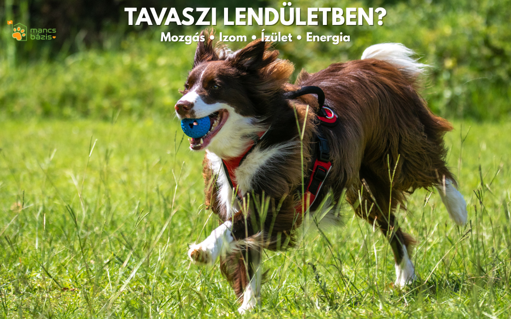 Aktív kutyák tavasszal – etetés, csontozat és terhelés összhangban