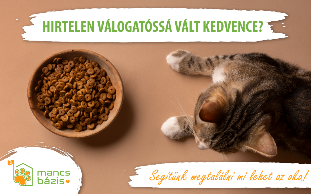 Miért válogat hirtelen a macskám vagy a kutyám az ételben? – 7 gyakori ok és megoldás